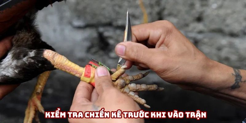 Kiểm tra kỹ chiến kê trước khi vào bồ Kiểm tra kỹ chiến kê trước khi vào bồ