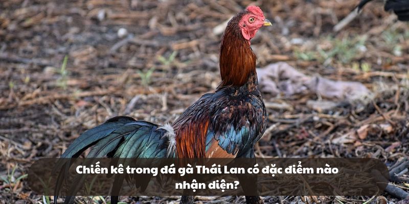 Các đặc điểm phân biệt gà đòn cho tân binh